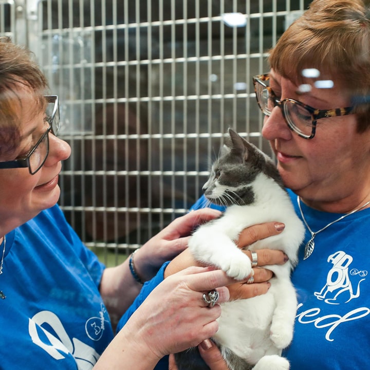7 Day Cat Adoption Centers