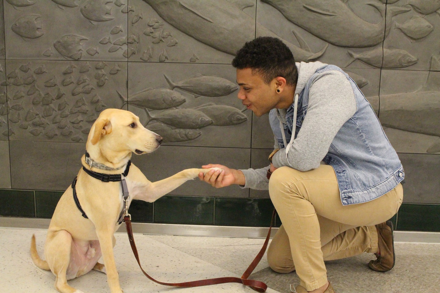 A scholarship recipient shakes the paw of a golden Labrador Retriever