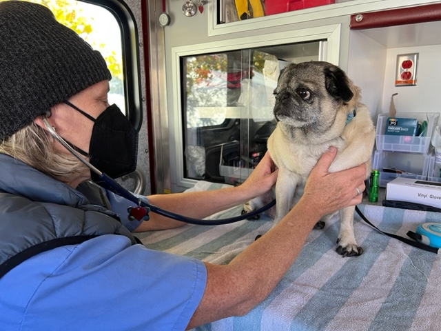 Zora the pug receives vet care at a low-cost clinic