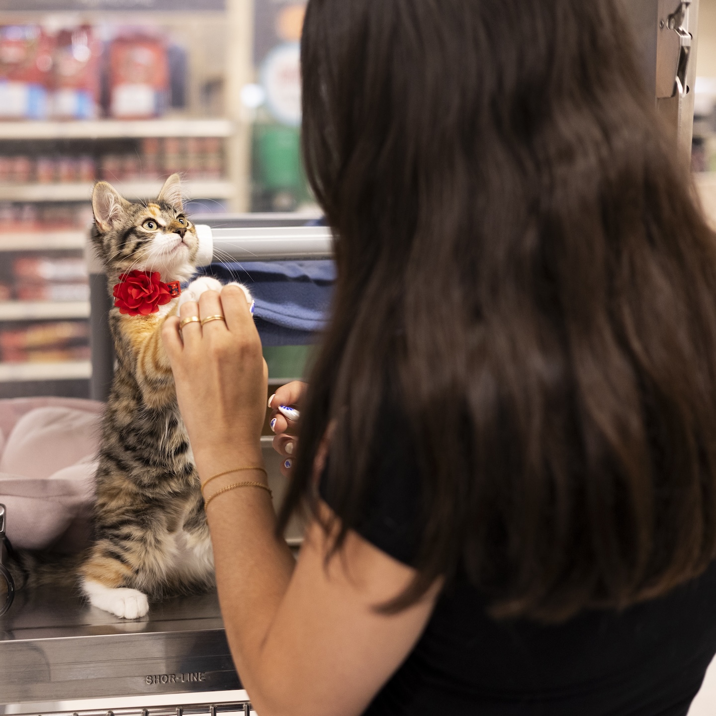 Nicole and her new kitten Rosie meeting in a PetSmart store