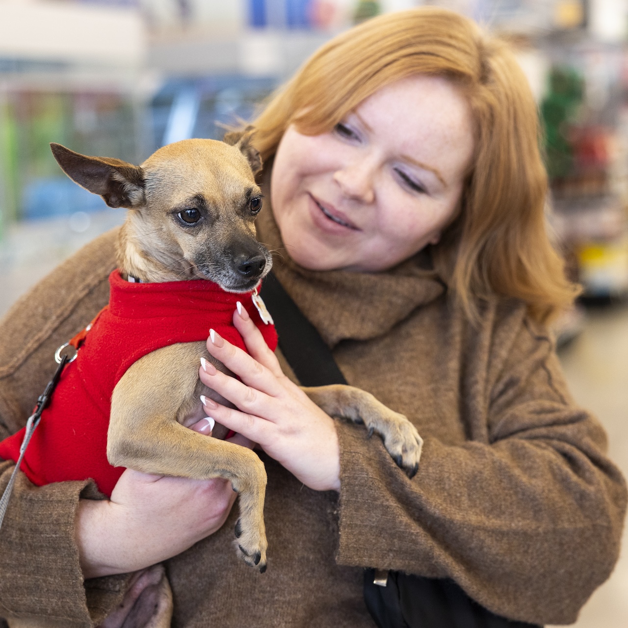 woman with red hair in a brown sweater holds a chihuahua in a red sweater