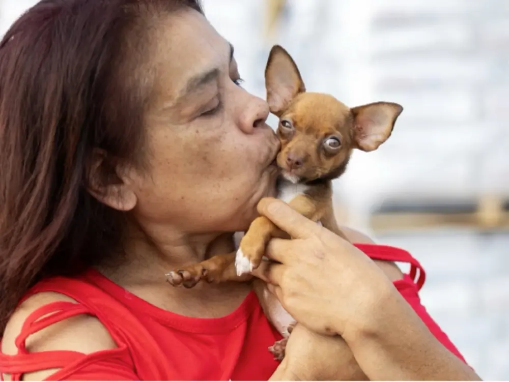 Woman kissing a small chihuahua who's looking at the camera