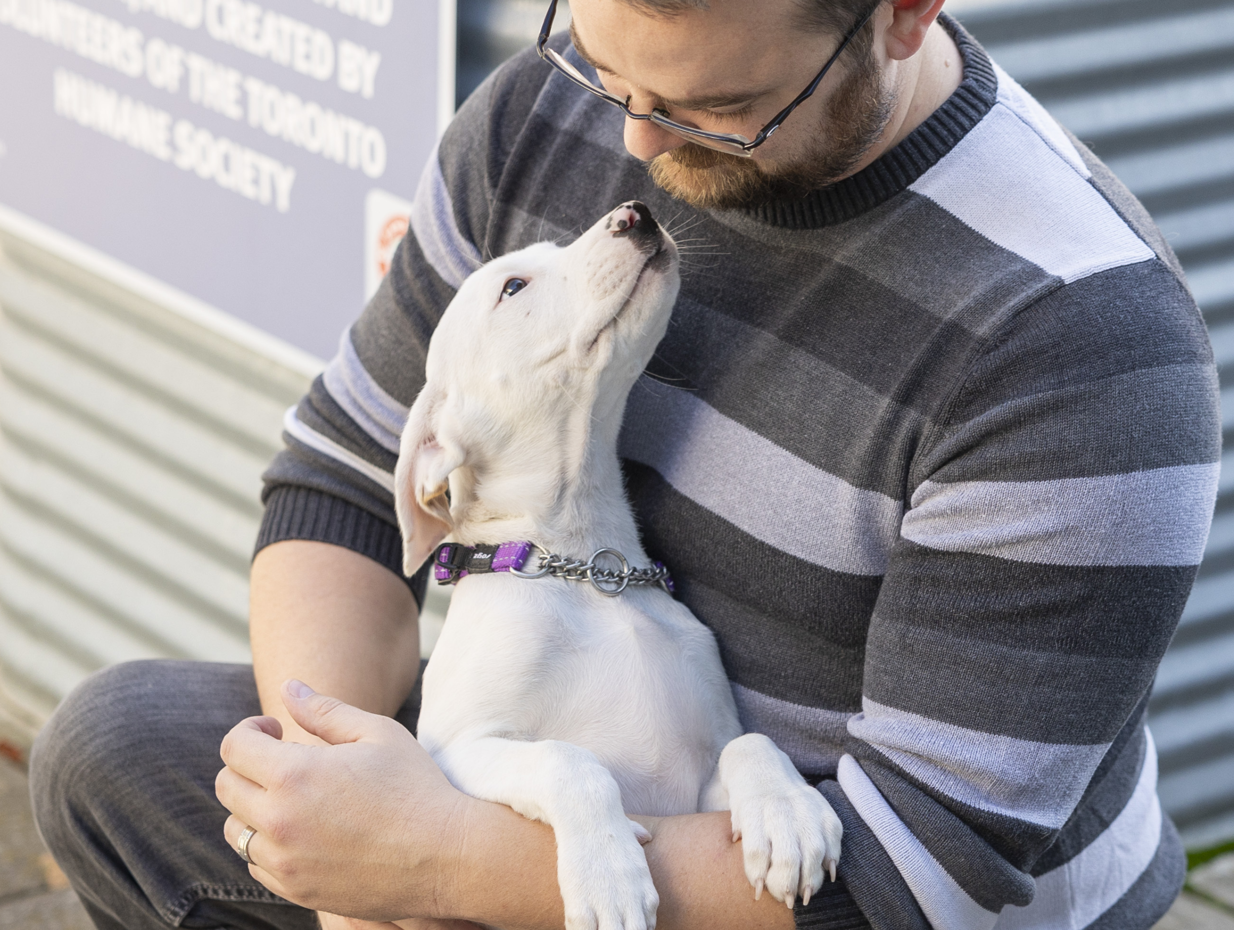 white dog in man arms