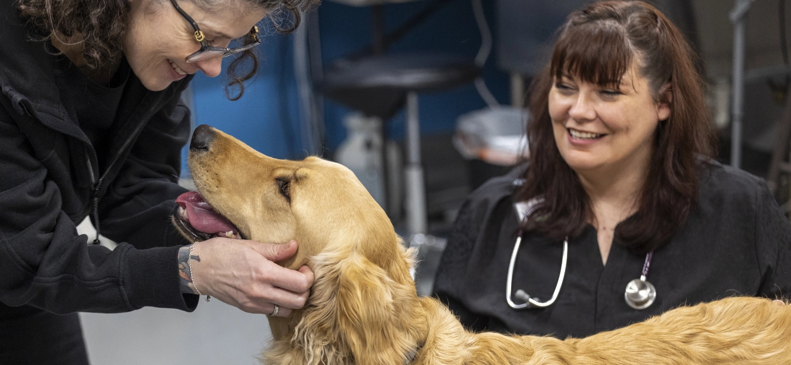 a woman leans down to pet a golden retriever while a veterinarian smiles at them both
