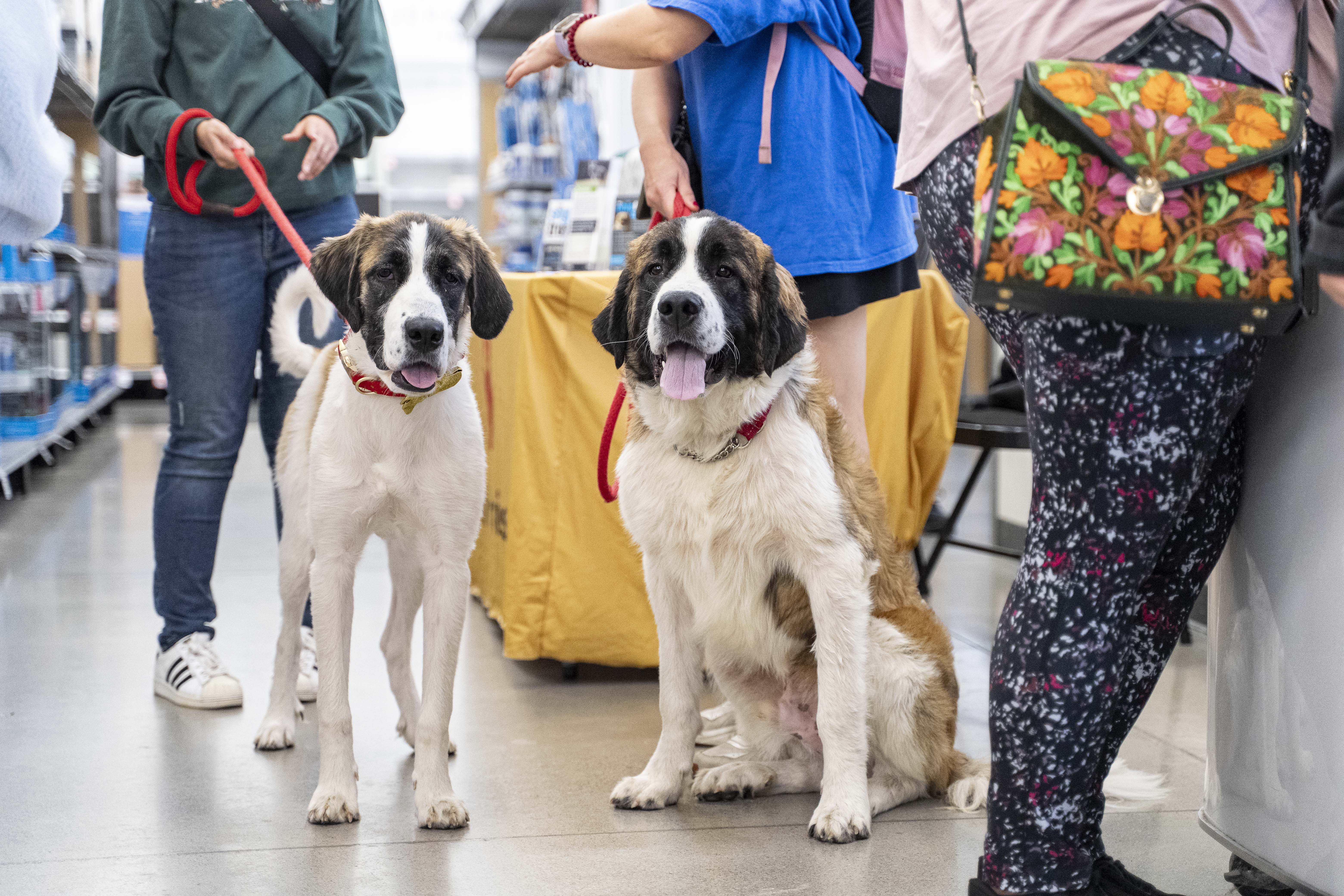 Dogs for Oct NAW CA