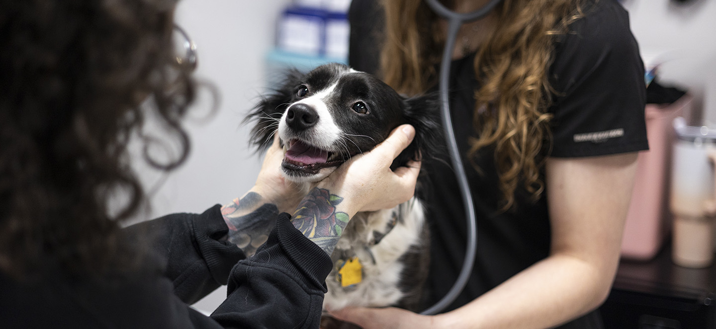 vet with dog