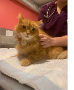 orange cat receiving vet care