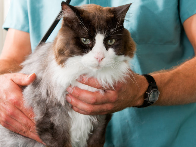 Los Gatos Pet Rescue Finds New Homes for Homeless Cats ...