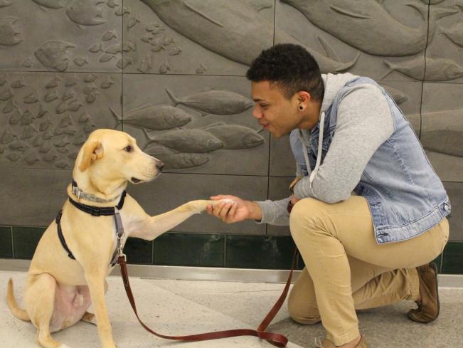 A scholarship recipient shakes the paw of a golden Labrador Retriever
