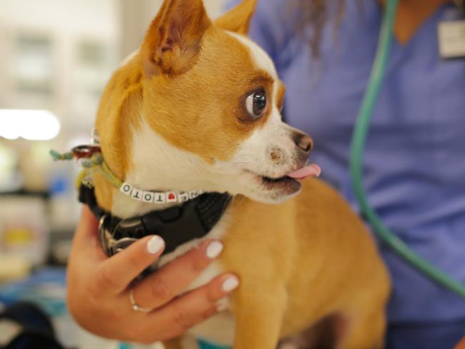 chihuahua receiving vet care