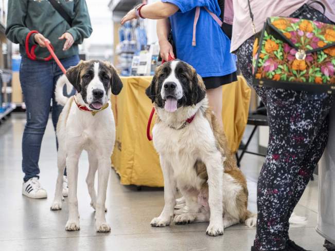 Dogs for Oct NAW CA