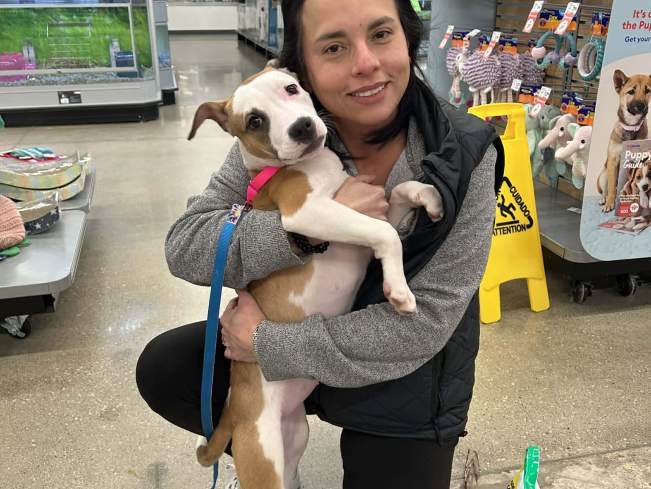 adopter with Bundle blog teaser