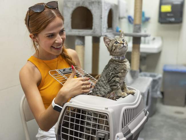 cat enrichment blog ca