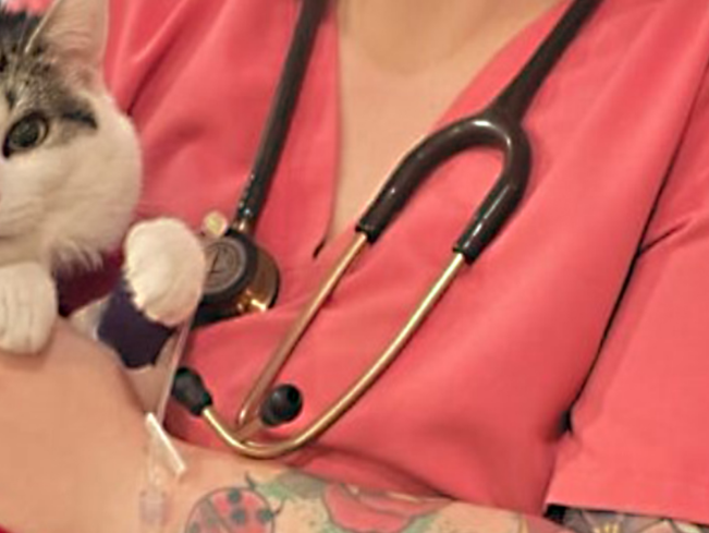 tana blog