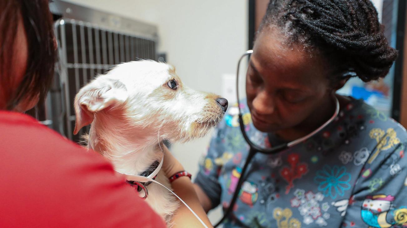 Woman Checking dog's vitals
