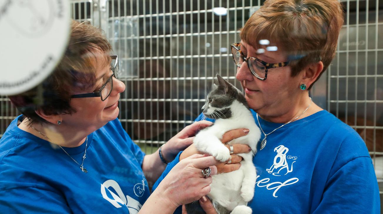 Cat Adoption Centre