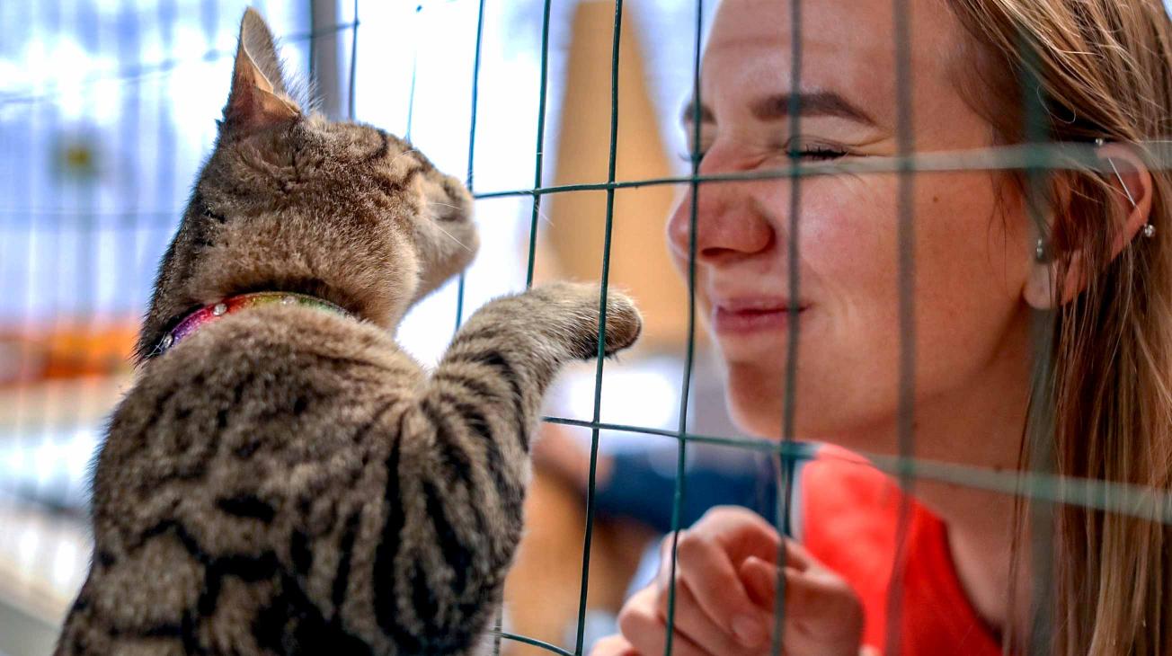 woman wrinkling her nose at pawing cat in cage