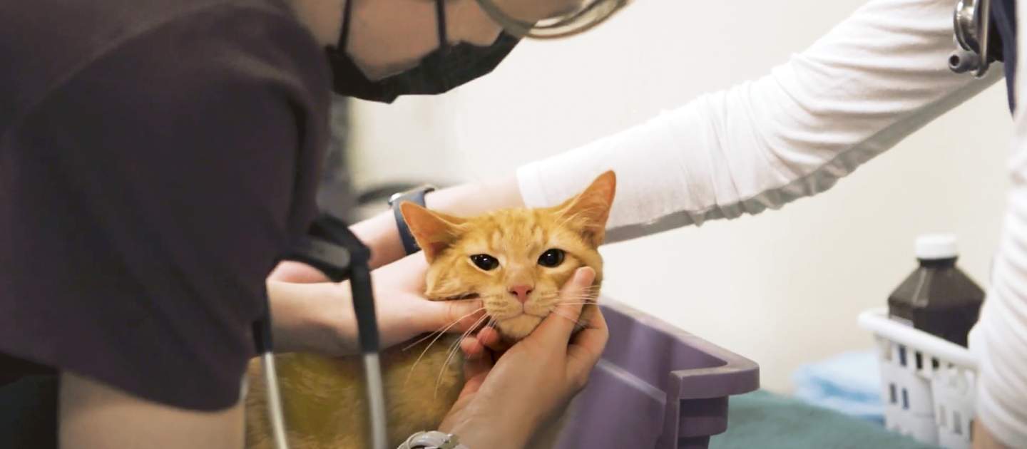 Hamilton/Burlington SPCA