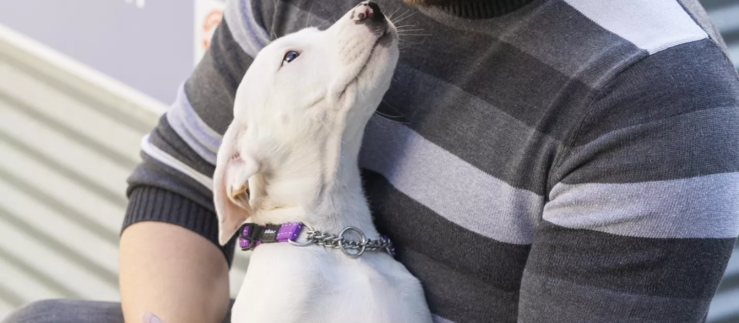 a man looks down at a white puppy looking adoringly back at him